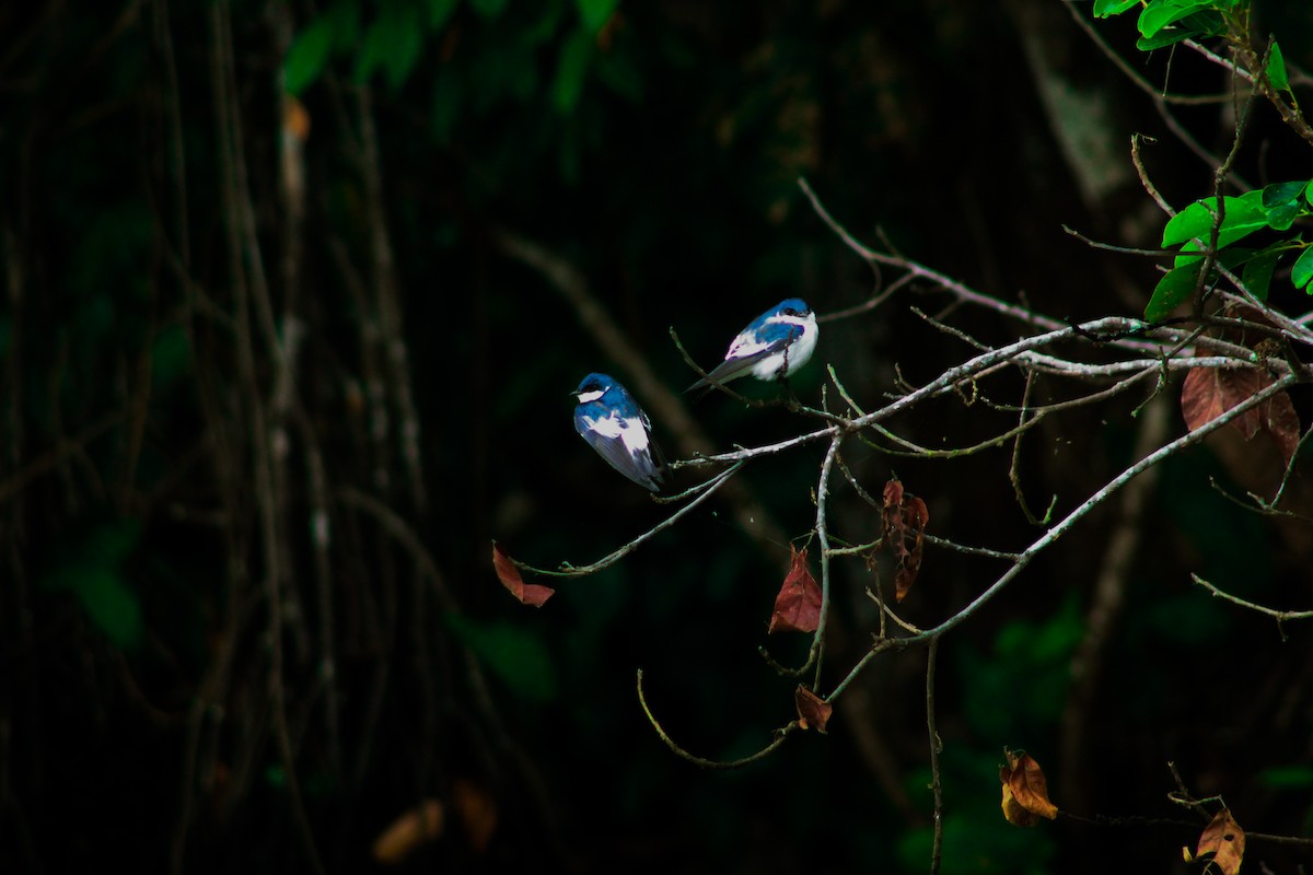 White-winged Swallow - ML641495831