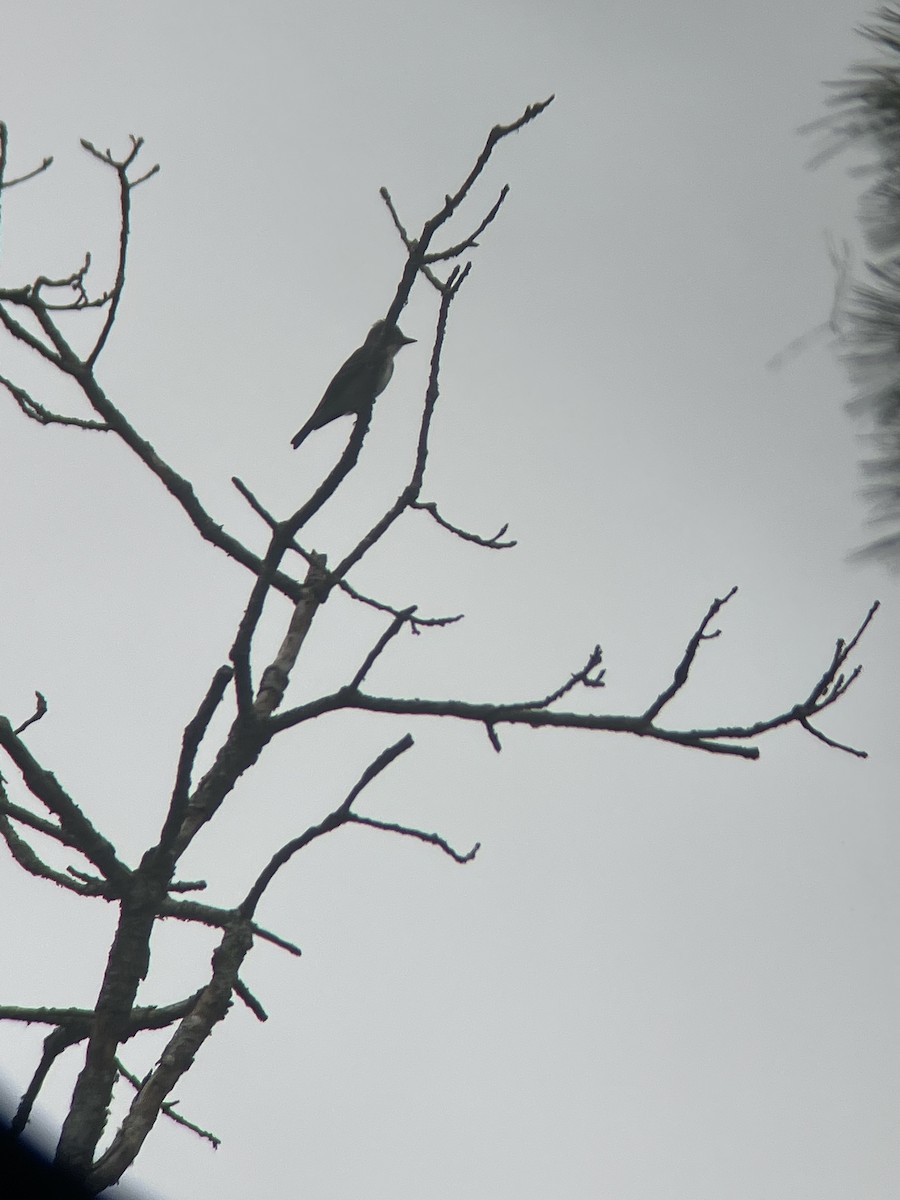 Olive-sided Flycatcher - ML641495842