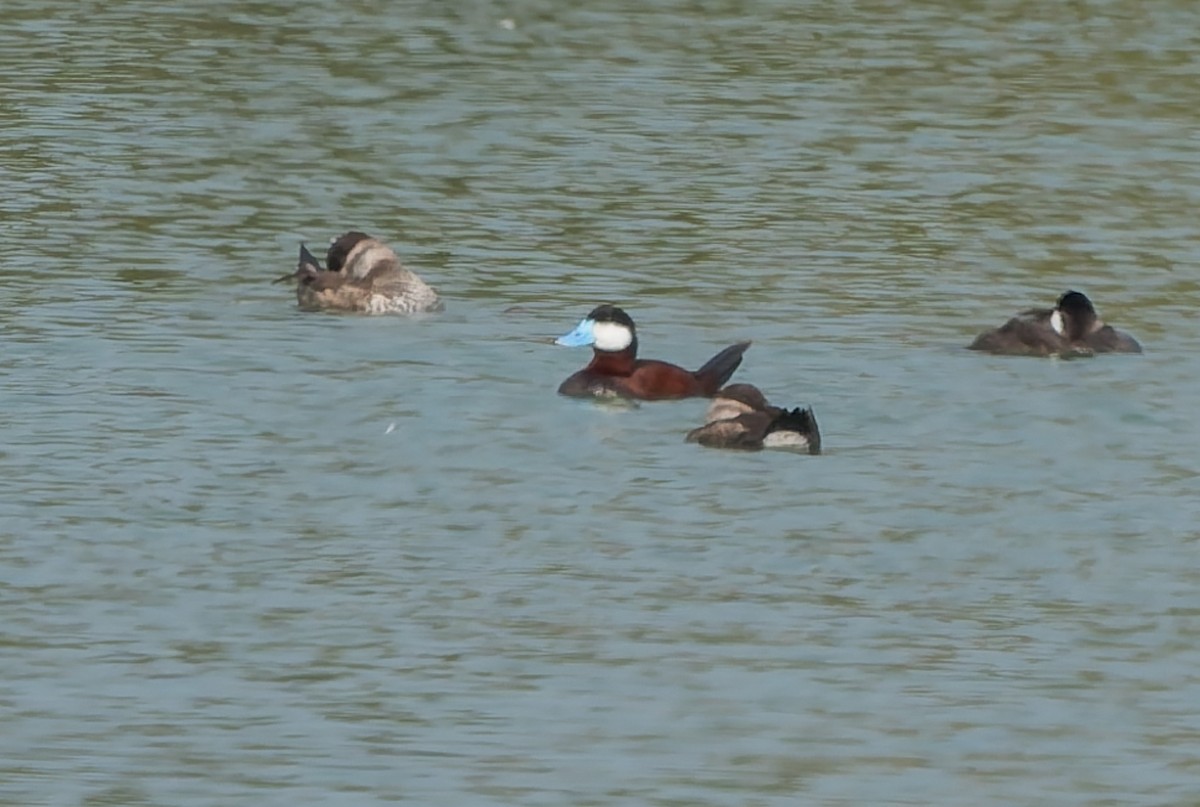 Ruddy Duck - ML641495851
