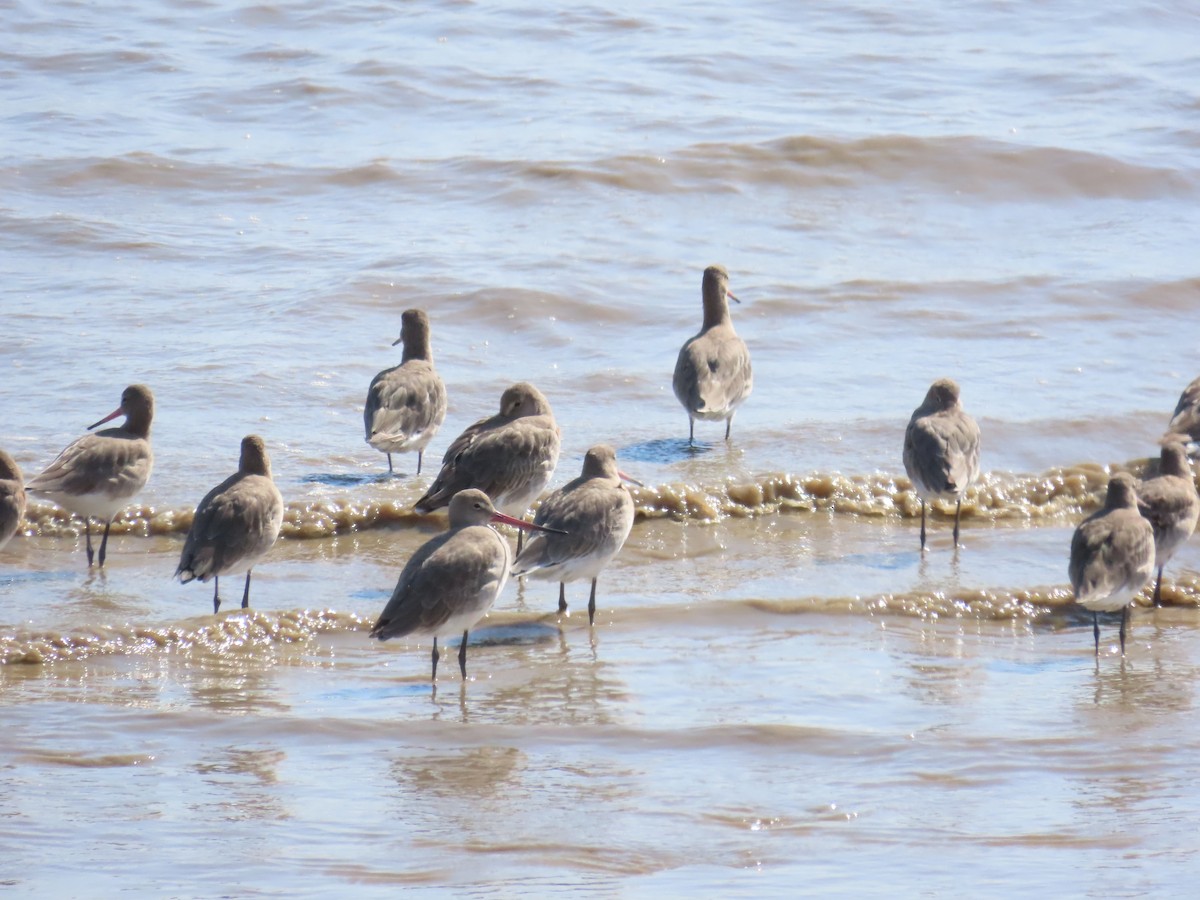 黑尾鷸 - ML641495856