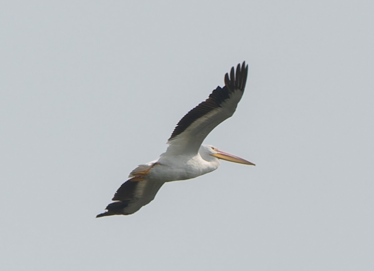 American White Pelican - ML641495862