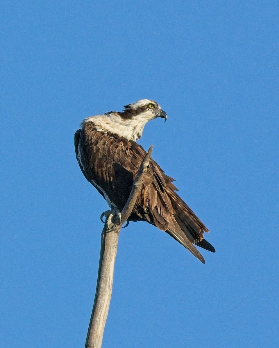Osprey - ML641495869