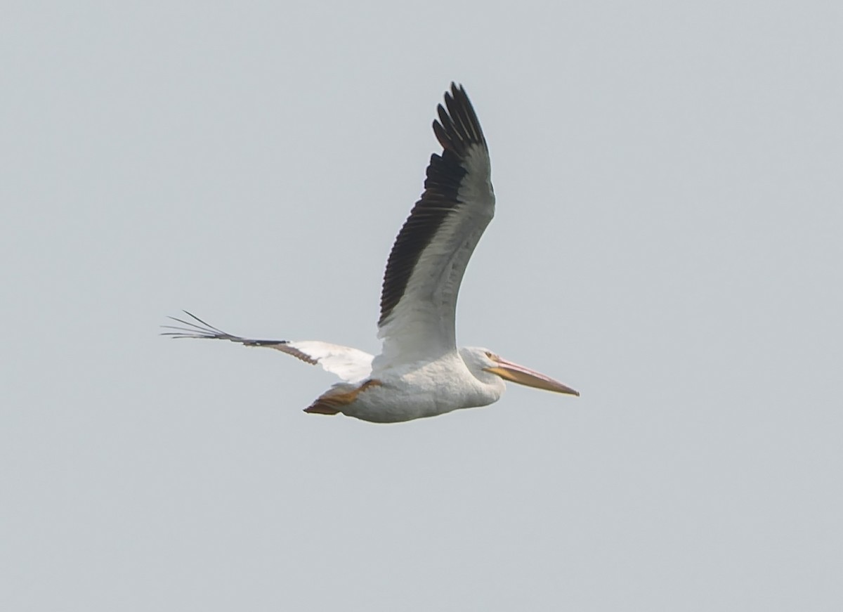 American White Pelican - ML641495870