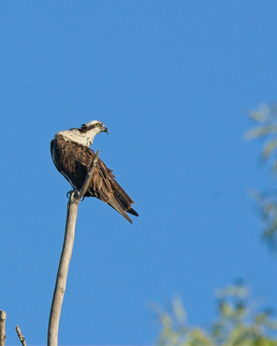 Osprey - ML641495871