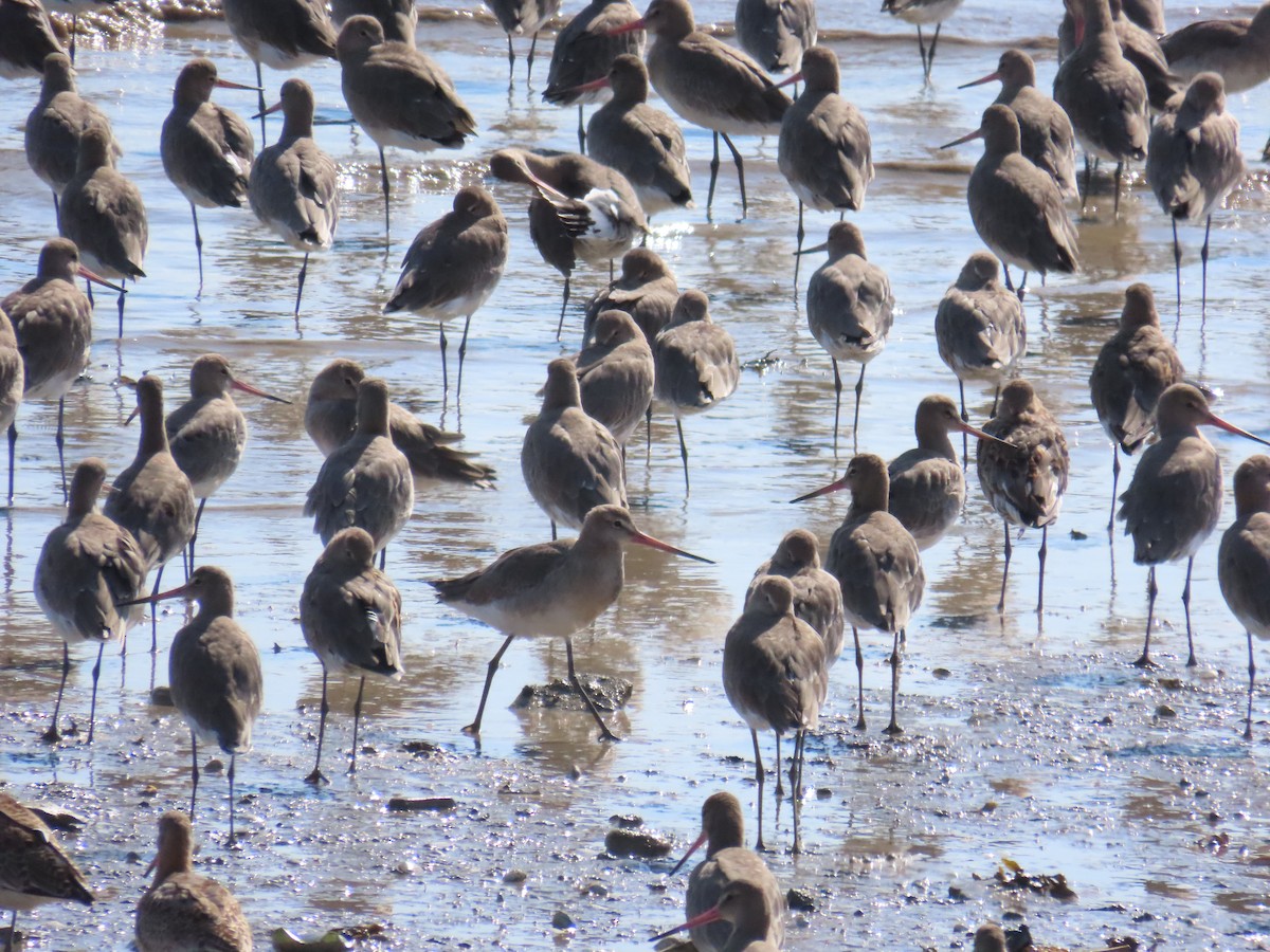 黑尾鷸 - ML641495872