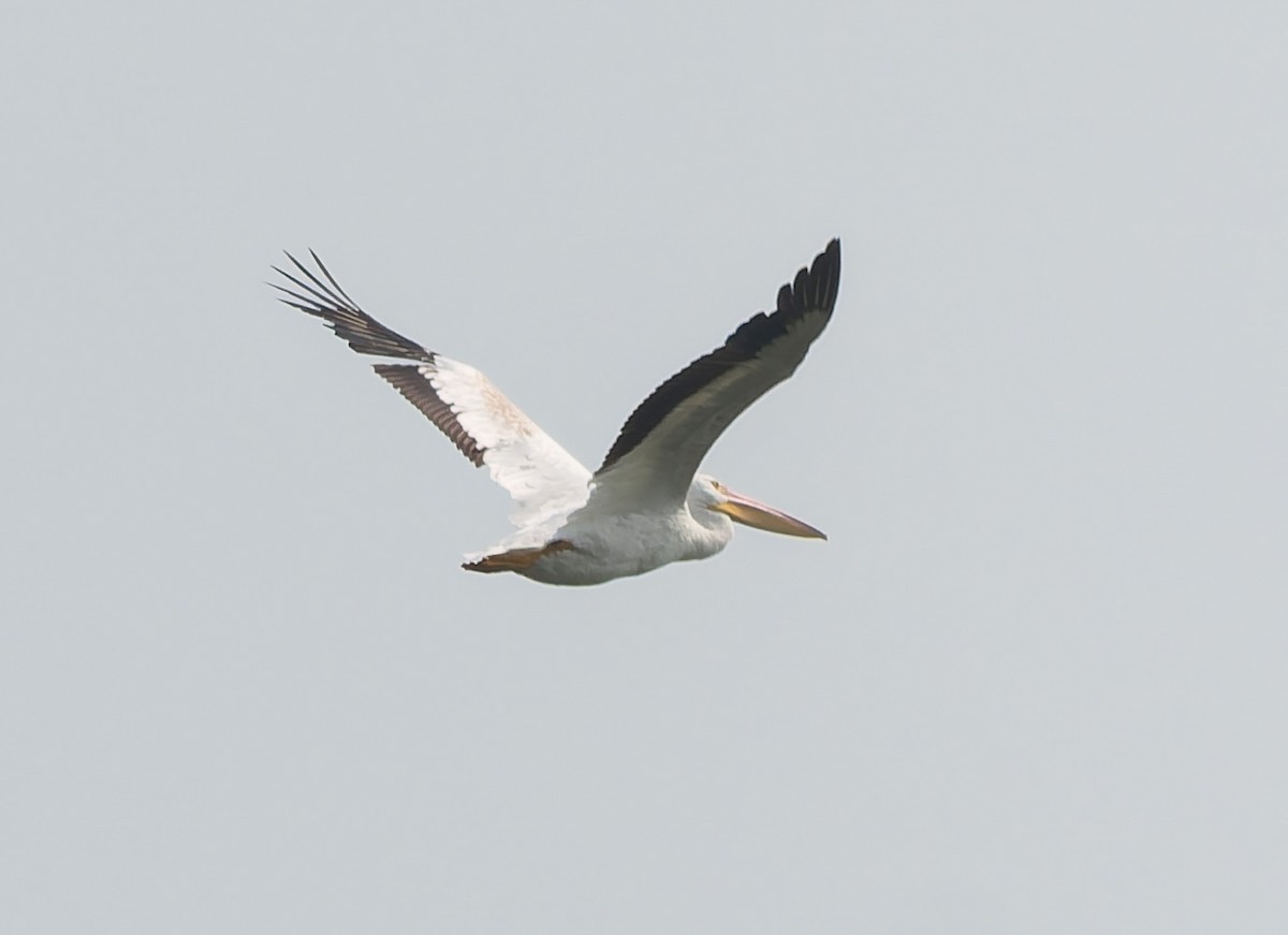 American White Pelican - ML641495875
