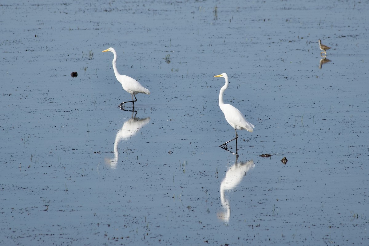 Great Egret - ML641495879