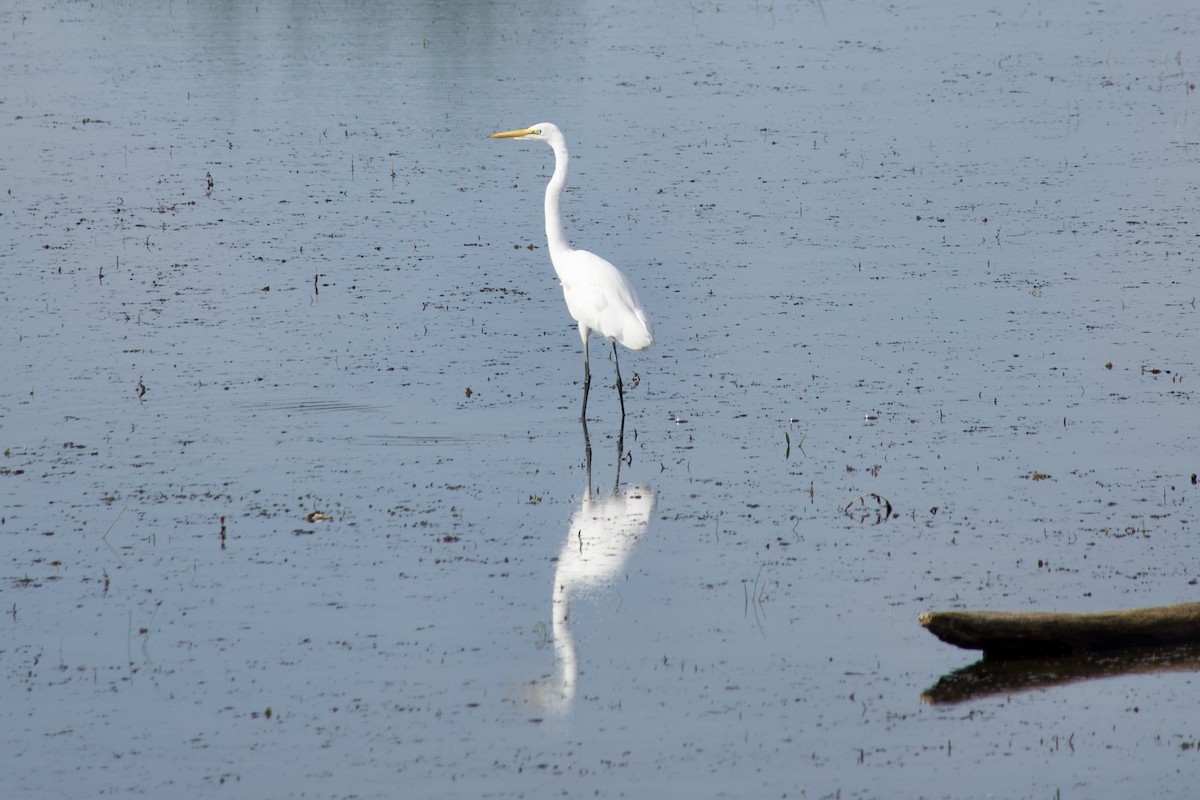 Great Egret - ML641495880