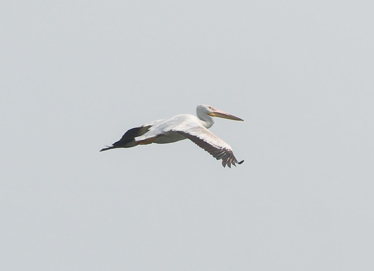 American White Pelican - ML641495886