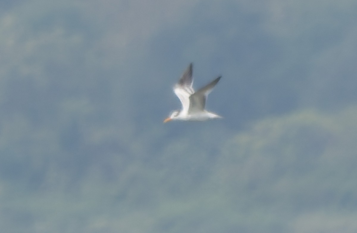 Royal Tern - ML641495894