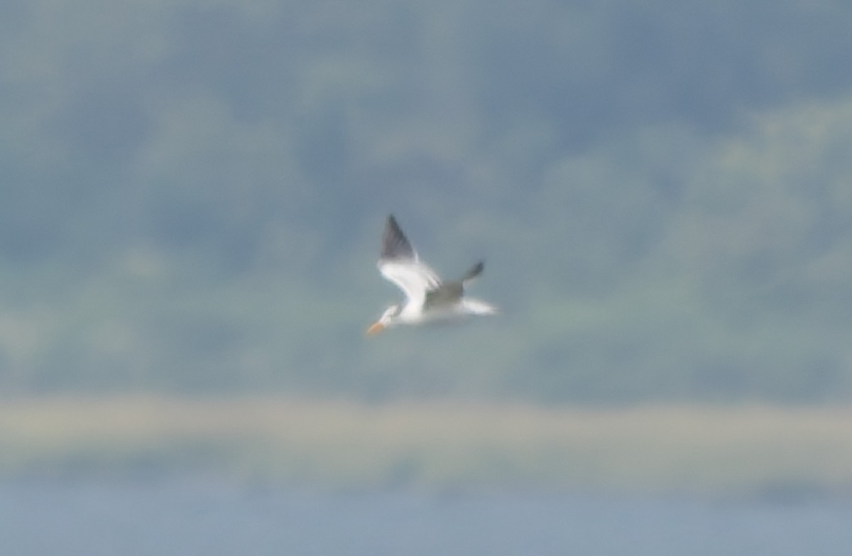 Royal Tern - ML641495906