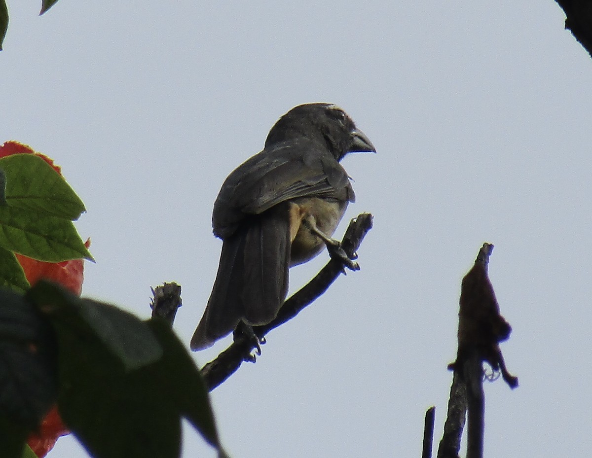 Cinnamon-bellied Saltator - ML641495917