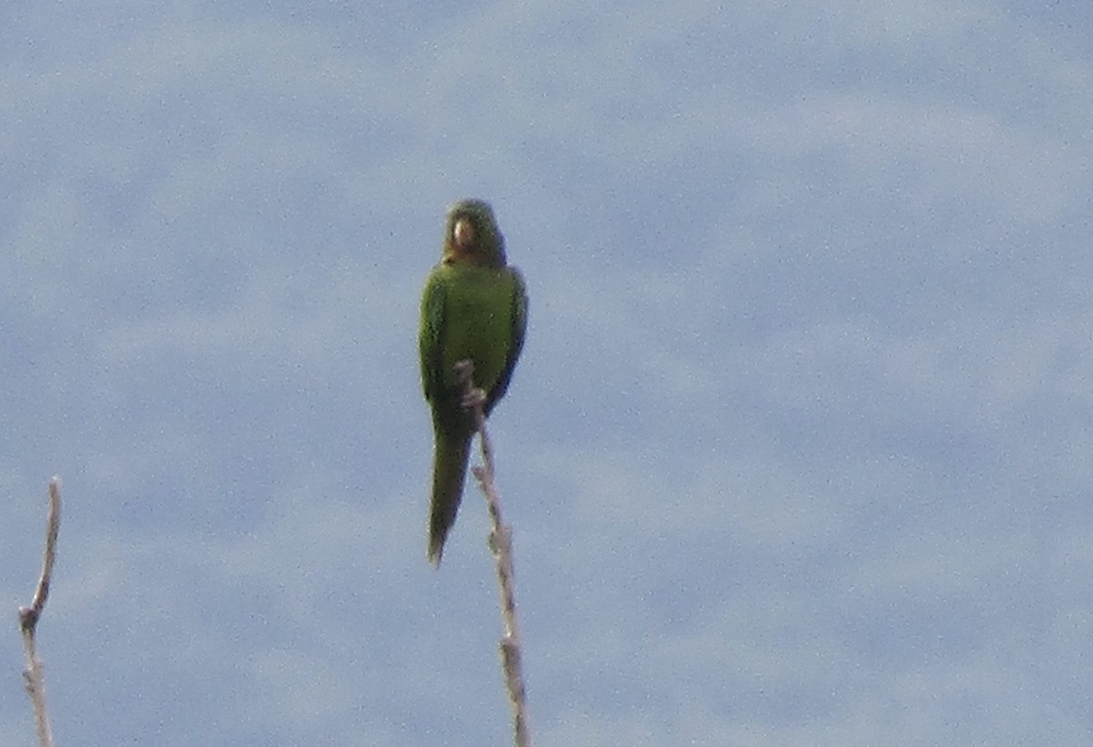 Pacific Parakeet - ML641495931