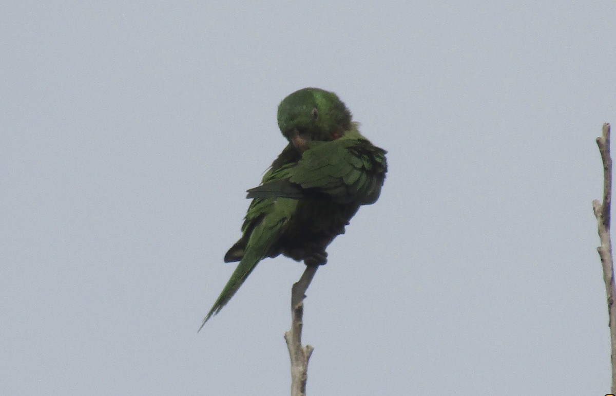 Pacific Parakeet - ML641495932
