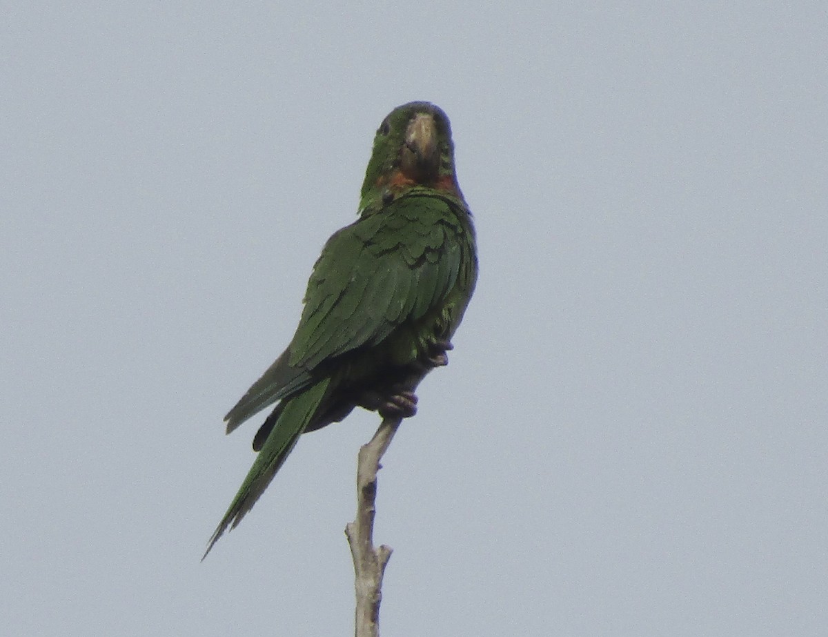 Pacific Parakeet - ML641495933