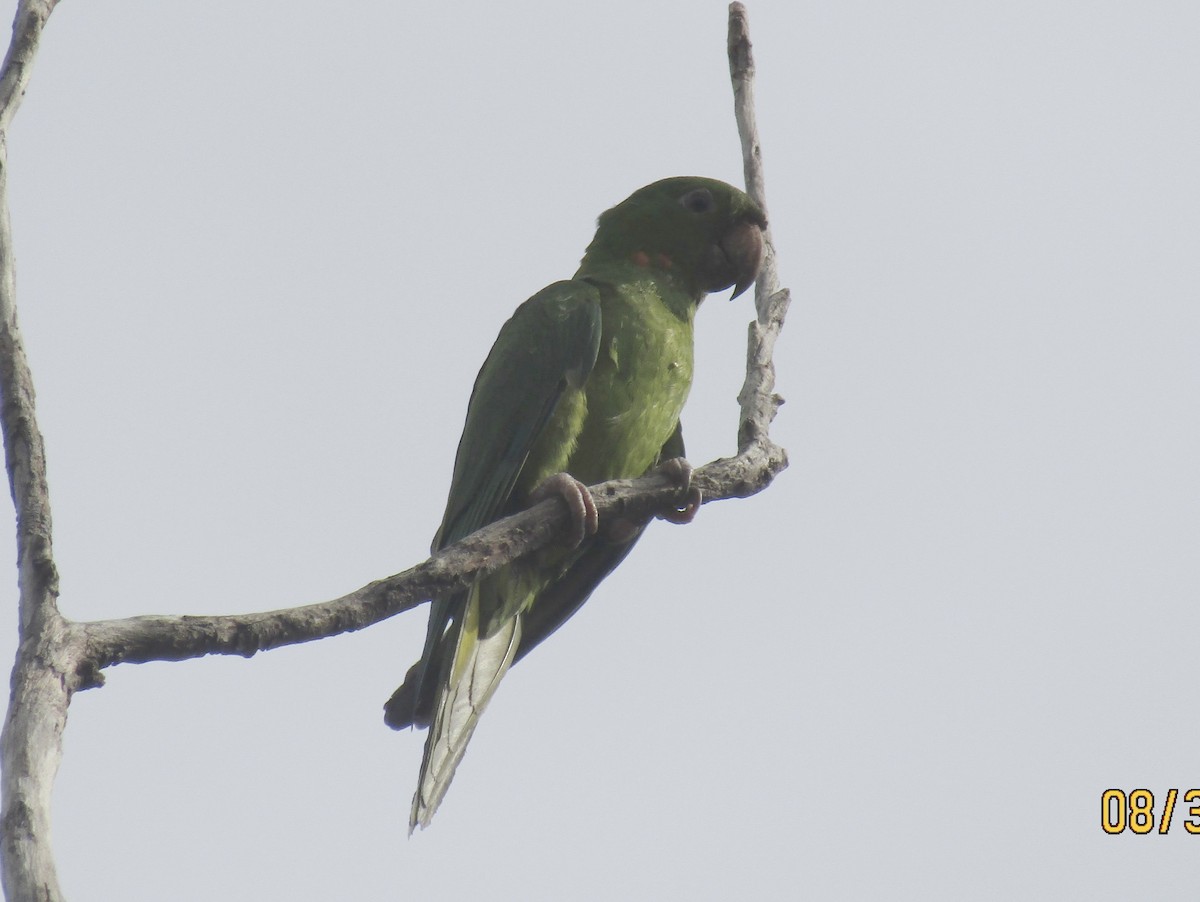 Pacific Parakeet - ML641495934