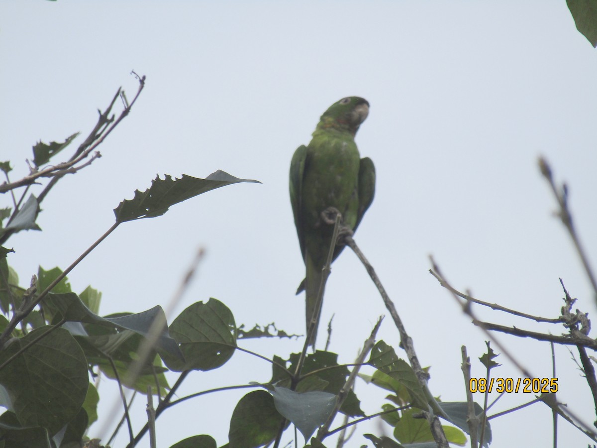 Pacific Parakeet - ML641495936