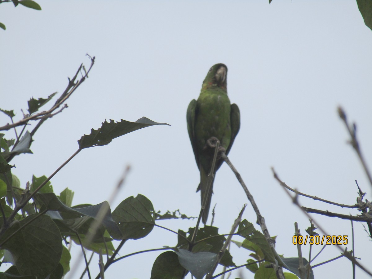 Pacific Parakeet - ML641495937