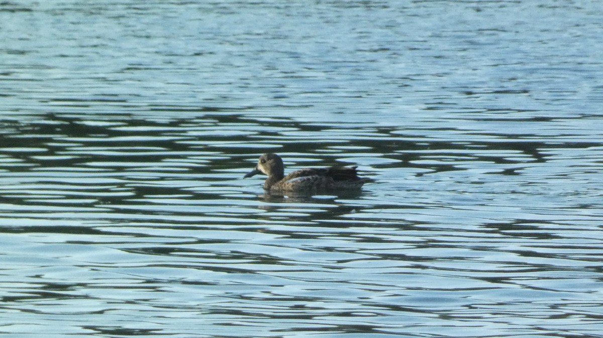 Blue-winged Teal - ML641495963
