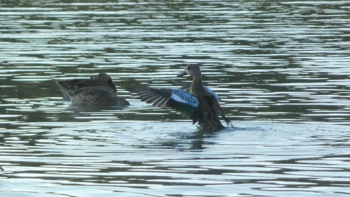 Blue-winged Teal - ML641495964