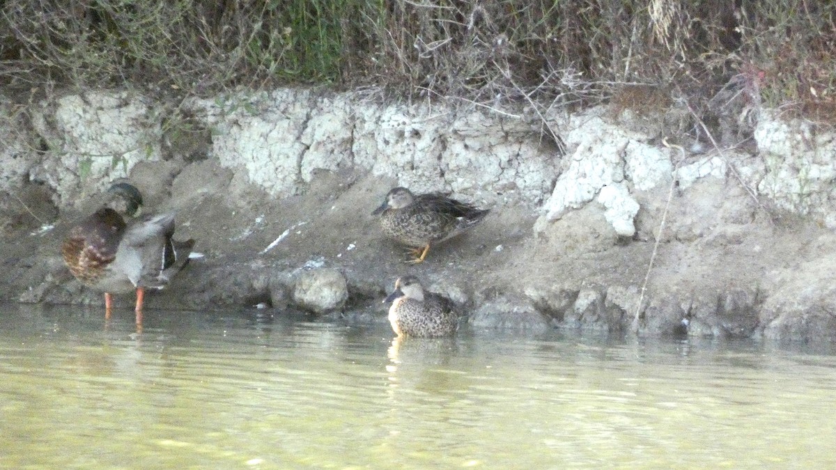 Blue-winged Teal - ML641495965