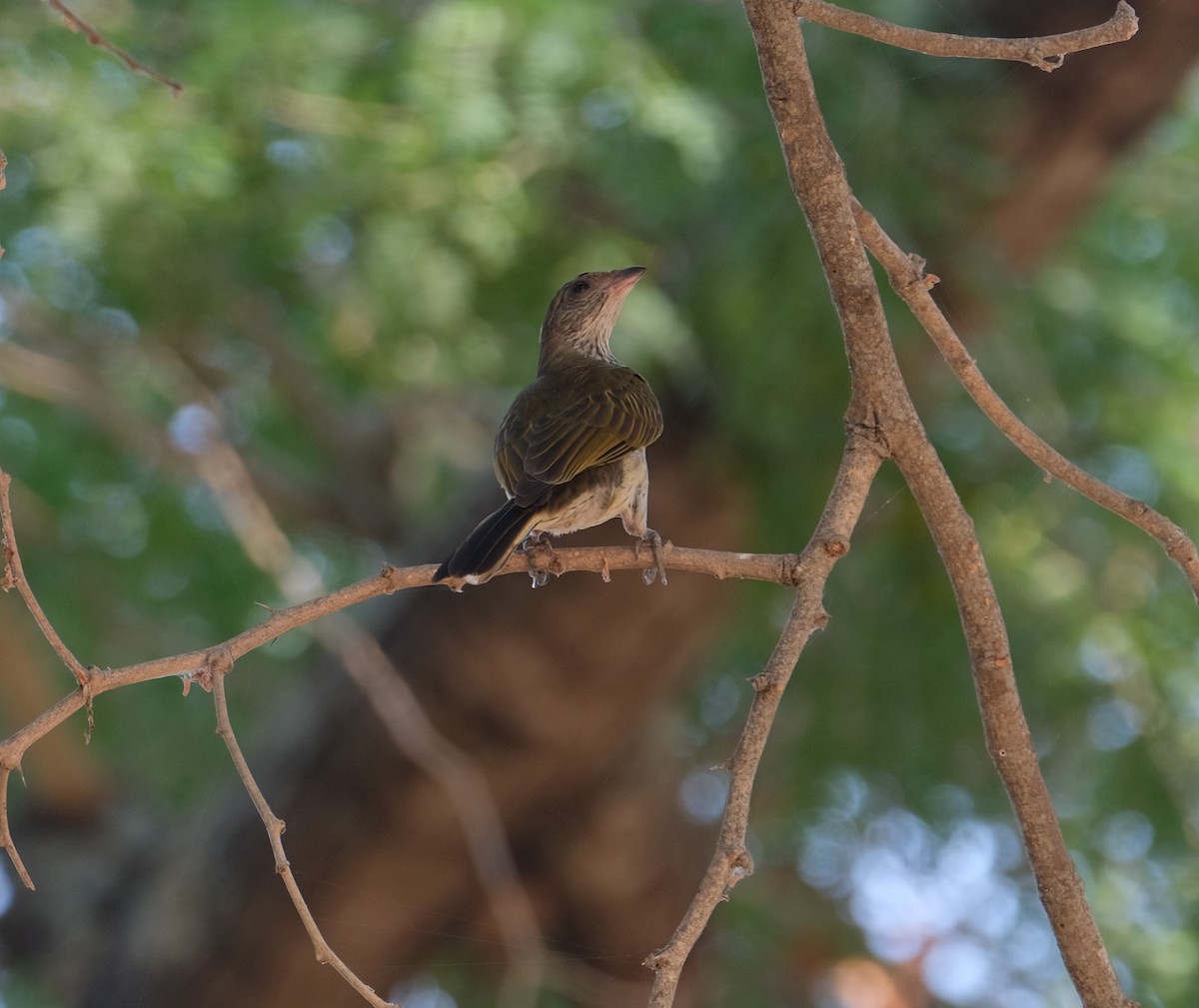 Scaly-throated Honeyguide - ML641495975