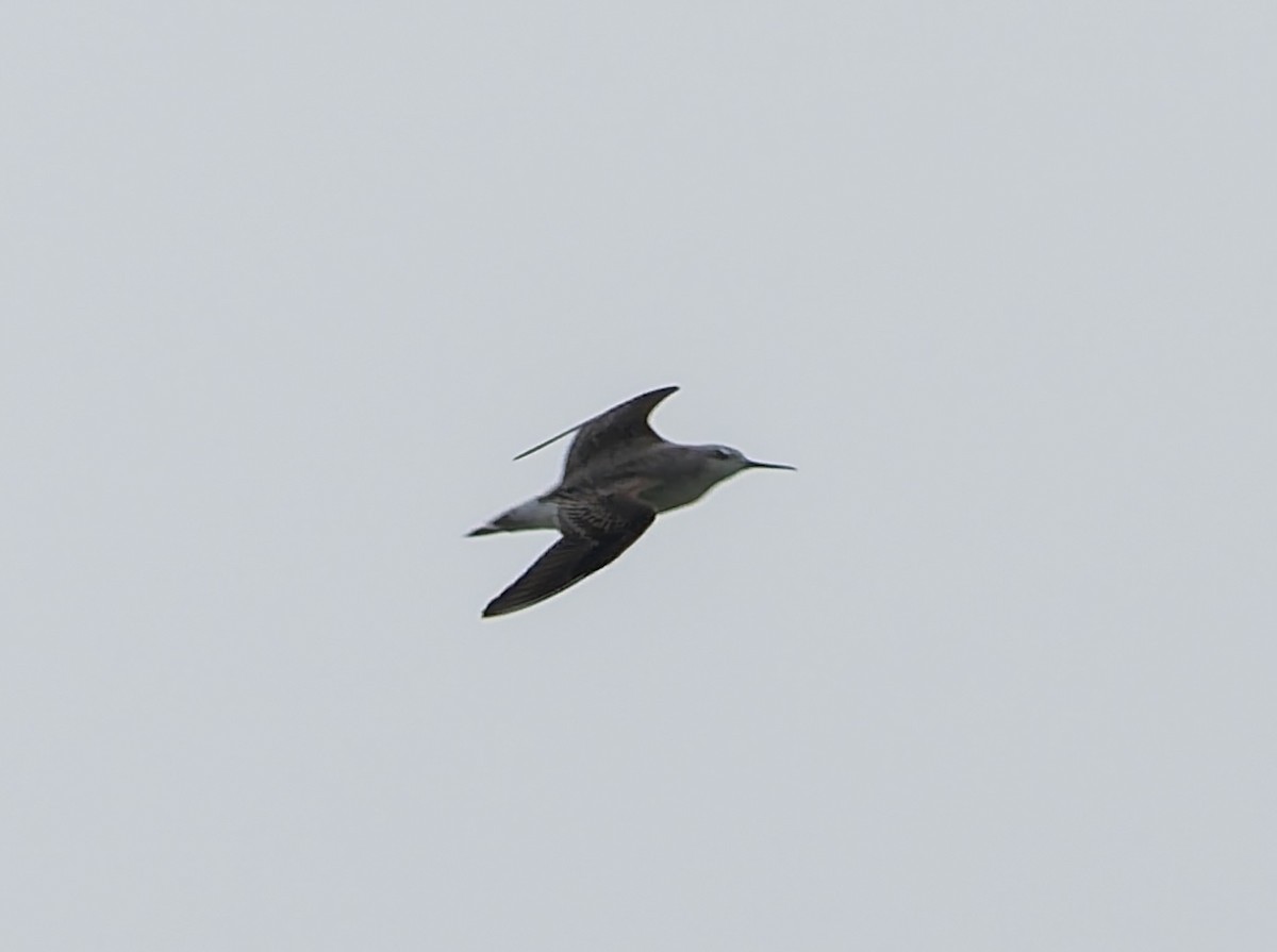 Wilson's Phalarope - ML641495978