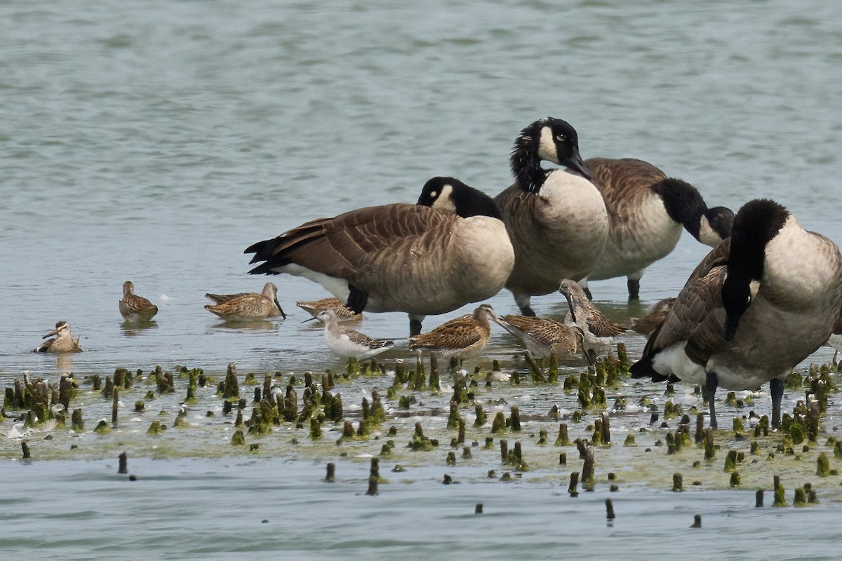 Wilson's Phalarope - ML641495987