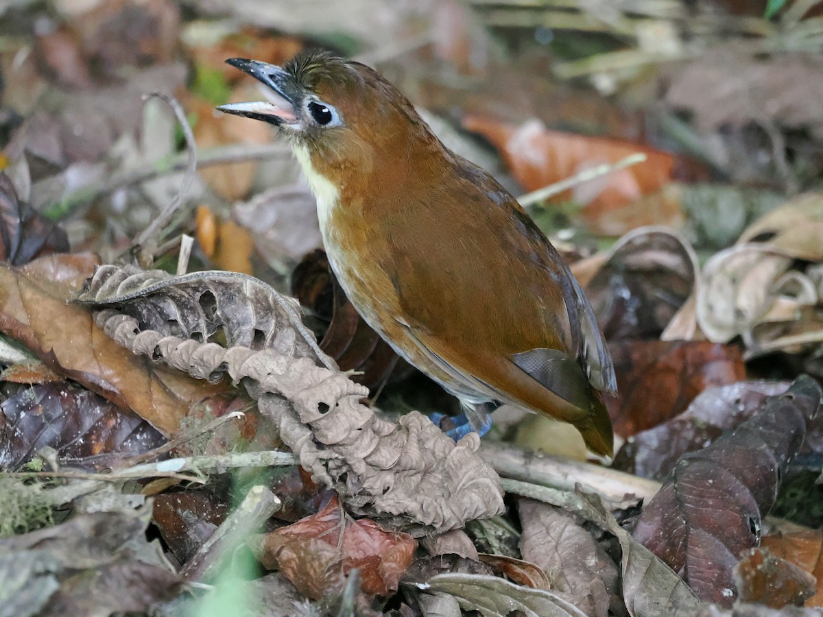 Yellow-breasted Antpitta - ML641496039
