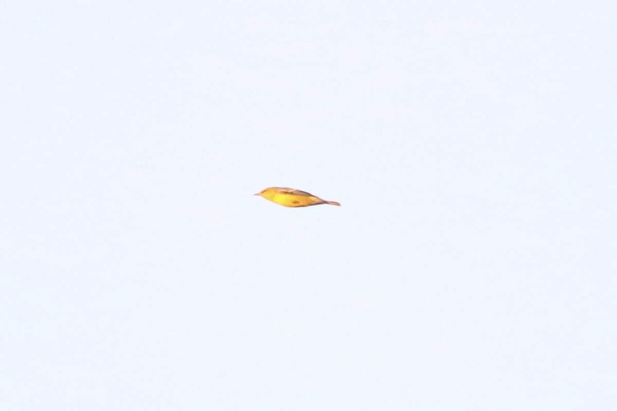 blåvingeparula - ML641496110