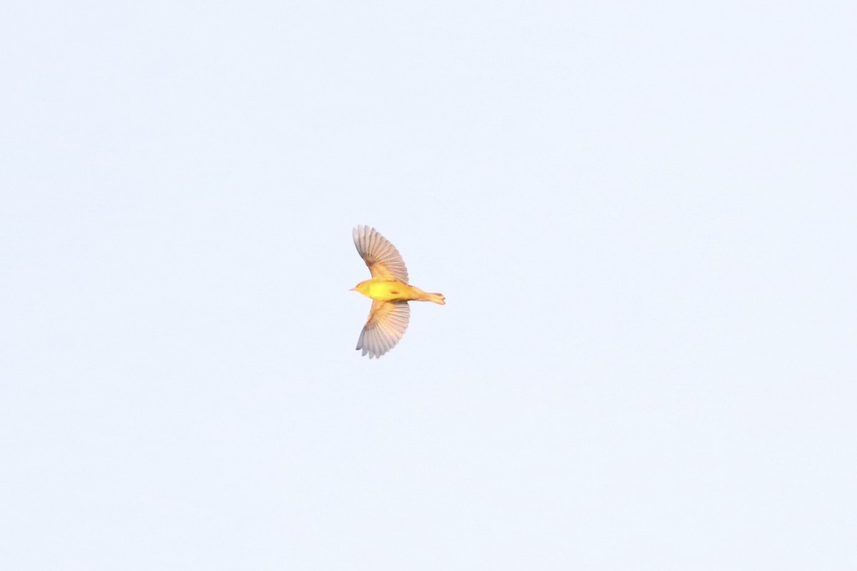 blåvingeparula - ML641496121