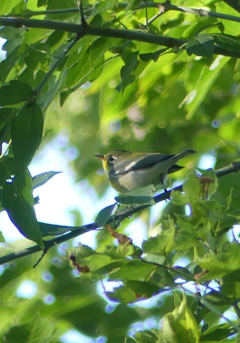 Northern Parula - ML641496122