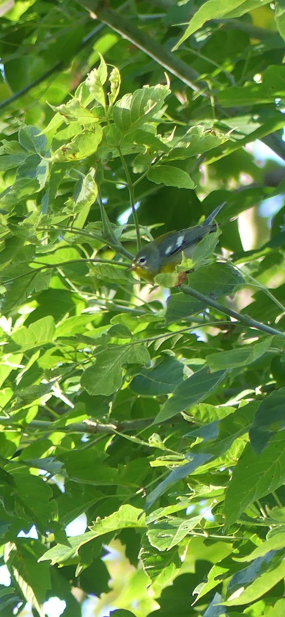 Northern Parula - ML641496130
