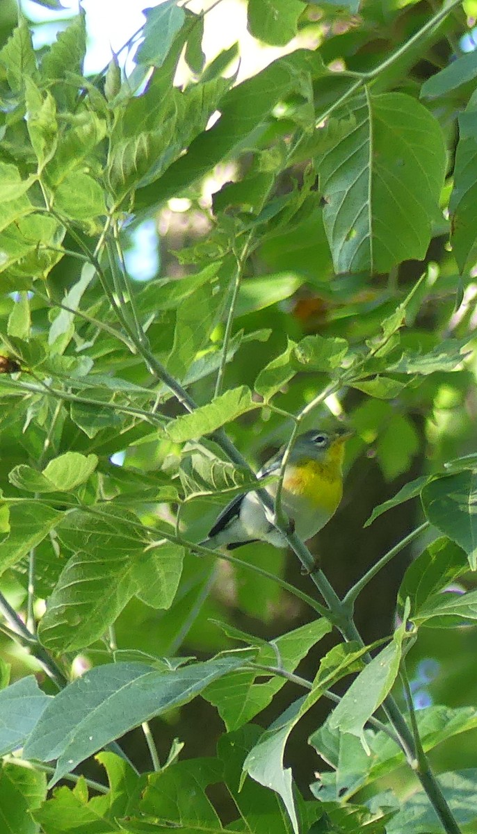 Northern Parula - ML641496137