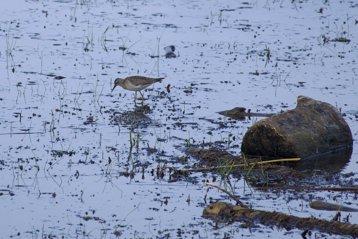 Lesser Yellowlegs - ML641496143