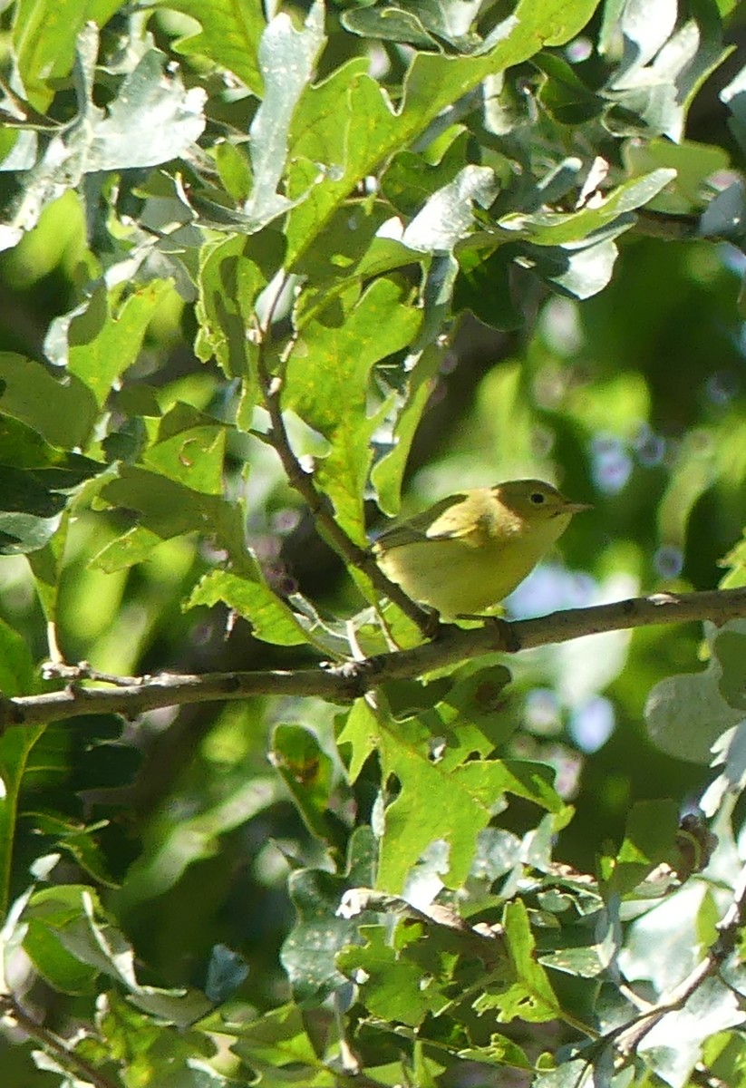 Yellow Warbler - ML641496145