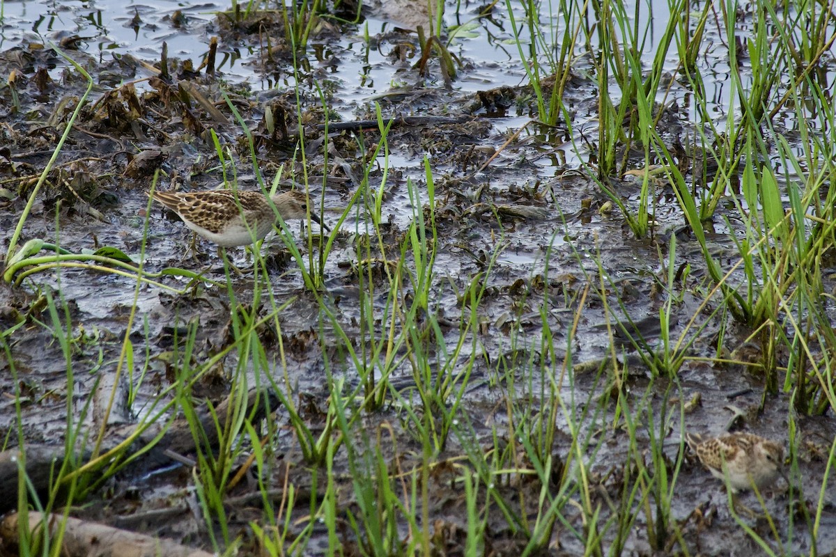 Least Sandpiper - ML641496158