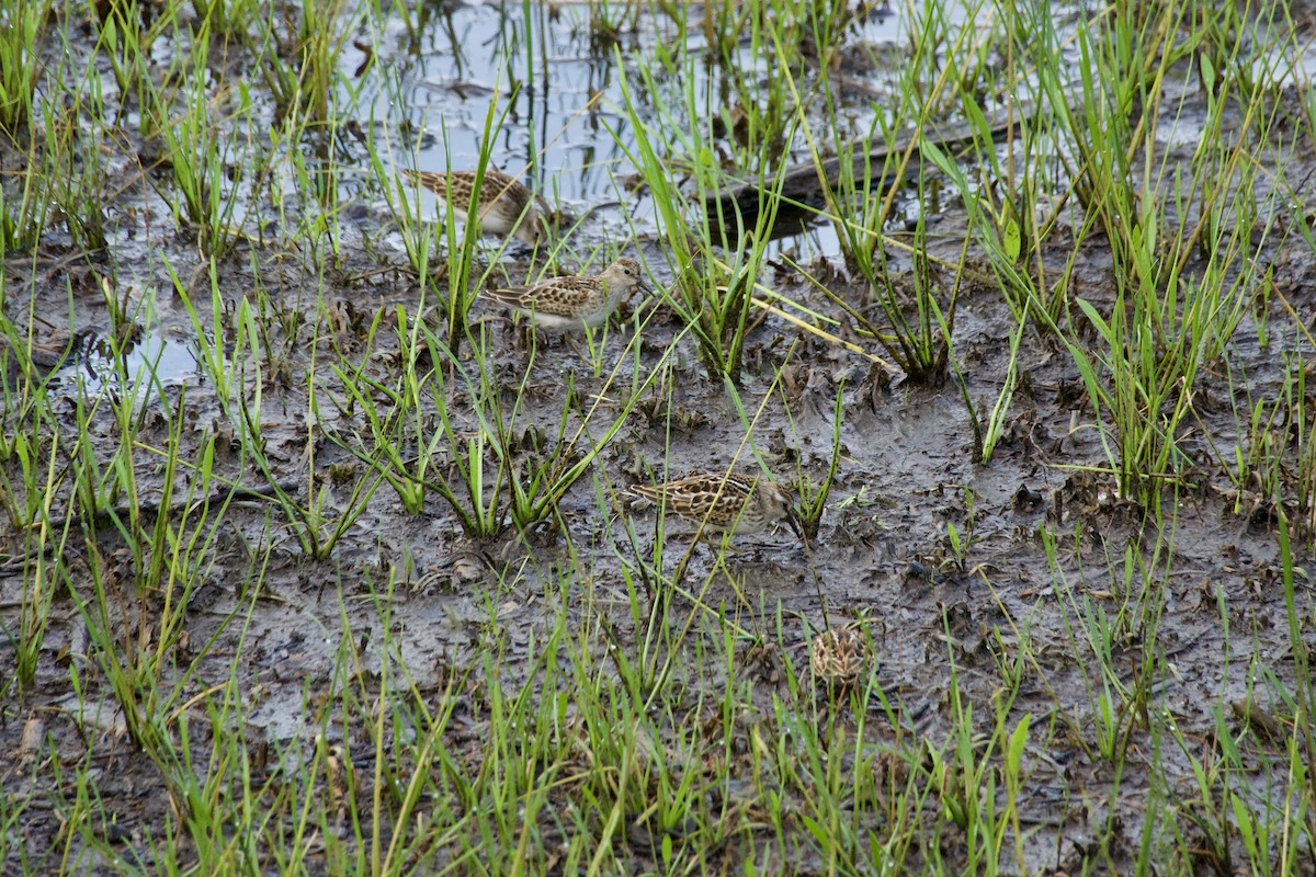 Least Sandpiper - ML641496159