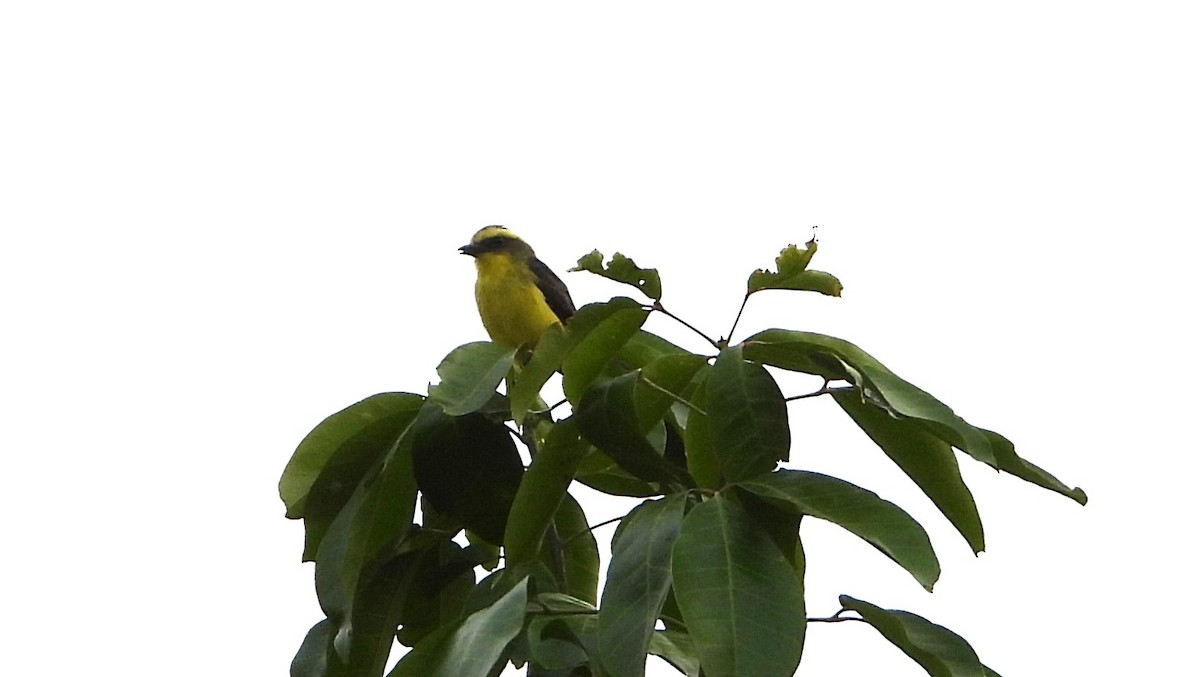 Lemon-browed Flycatcher - ML641496214
