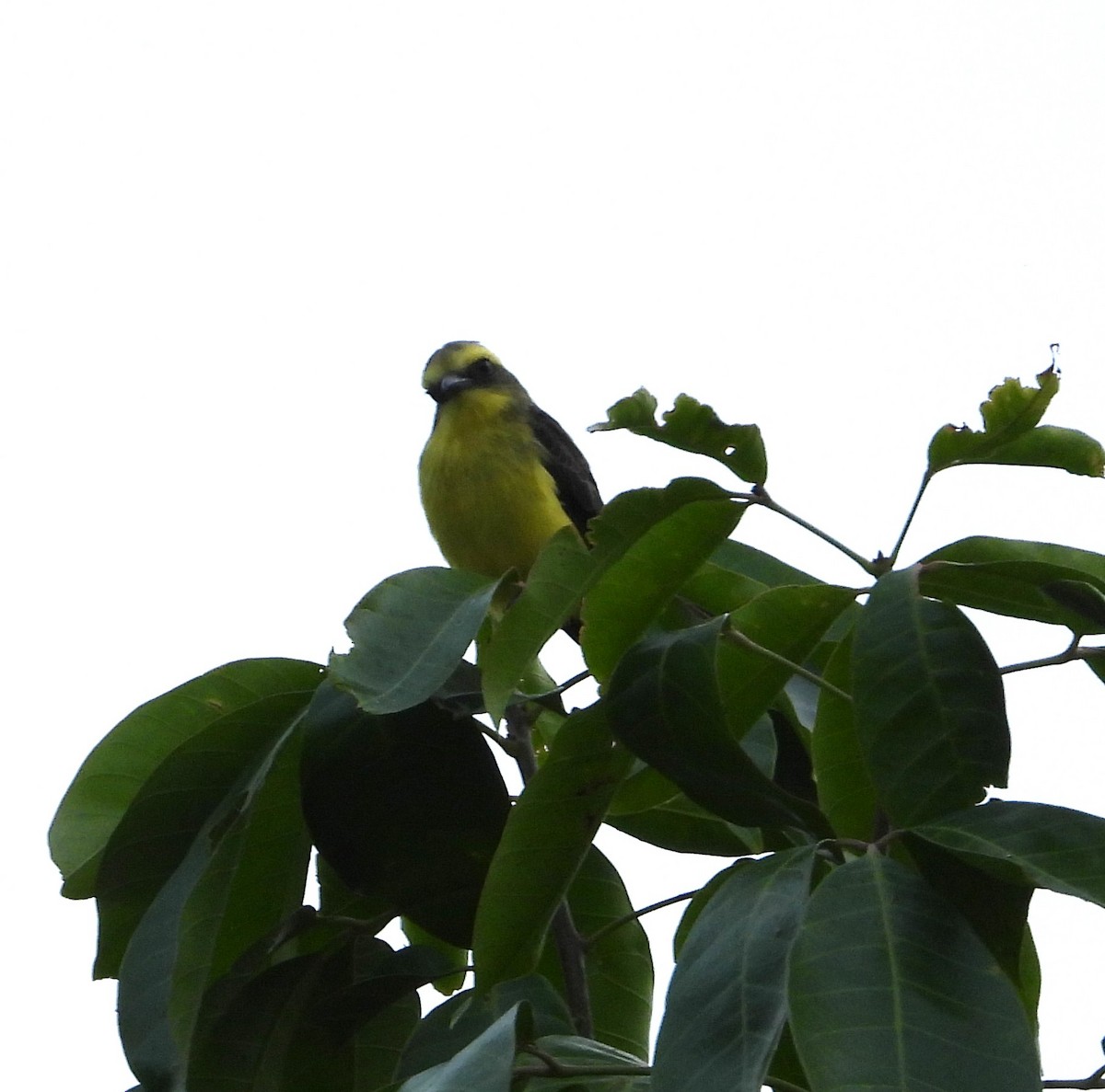 Lemon-browed Flycatcher - ML641496215