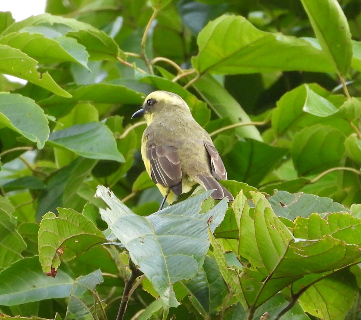 Lemon-browed Flycatcher - ML641496216