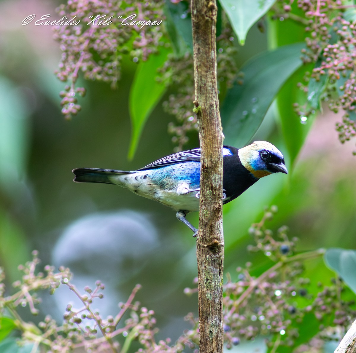 Golden-hooded Tanager - ML641496238