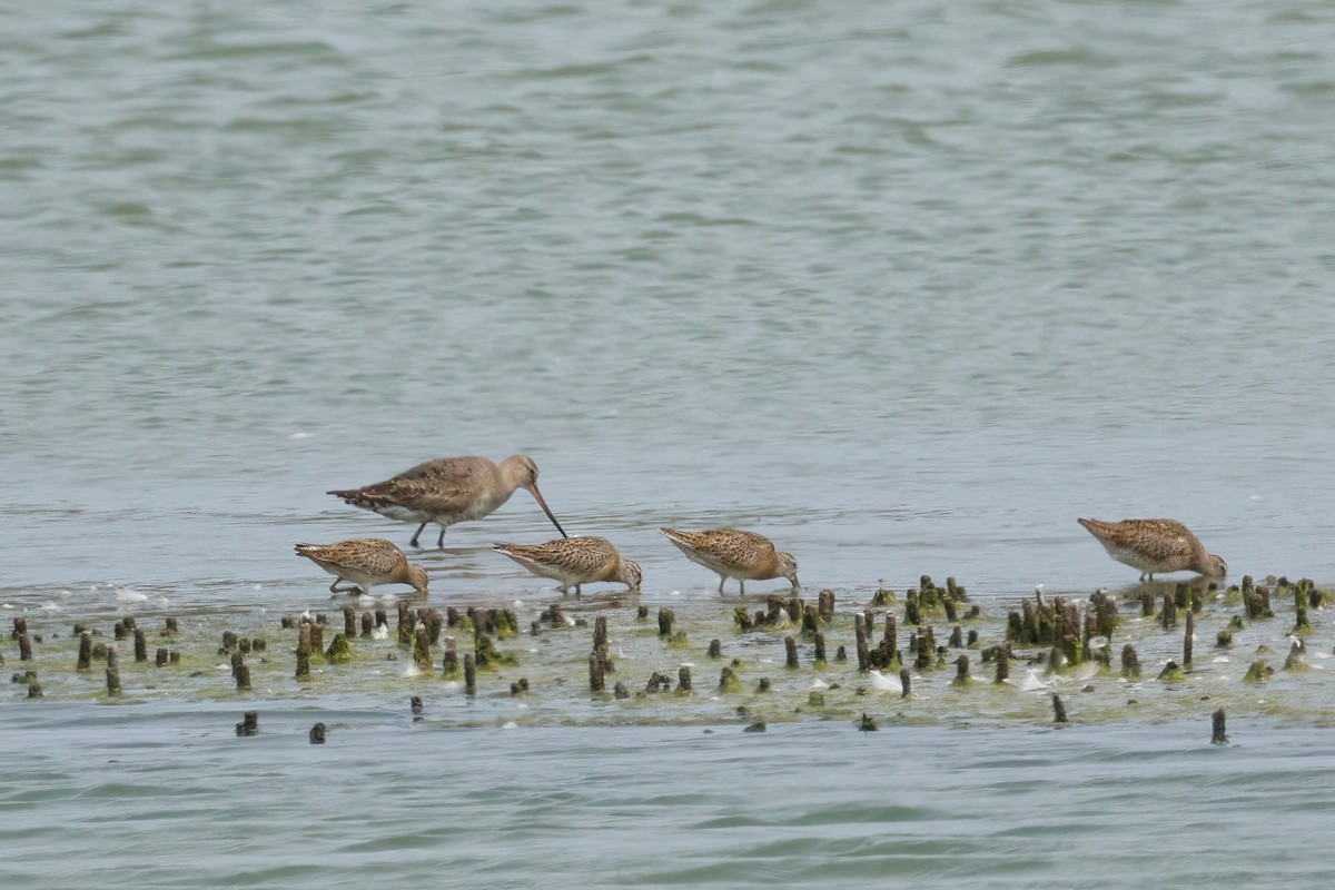 Hudsonian Godwit - ML641496260