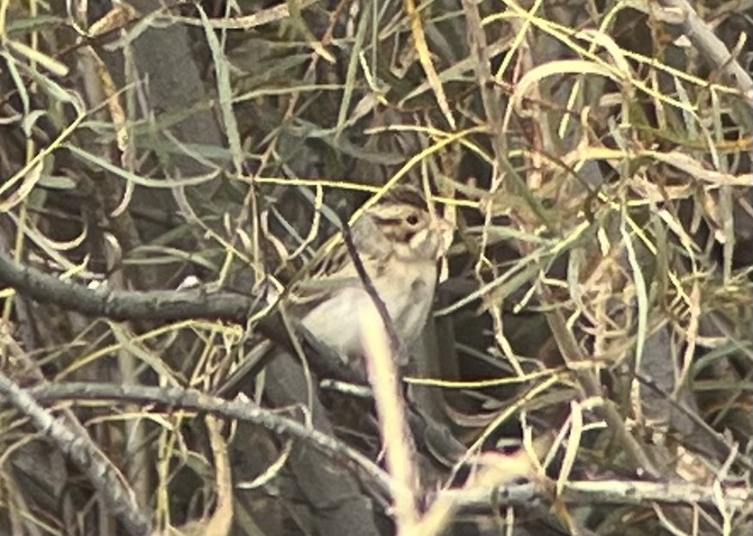 Clay-colored Sparrow - ML641496273