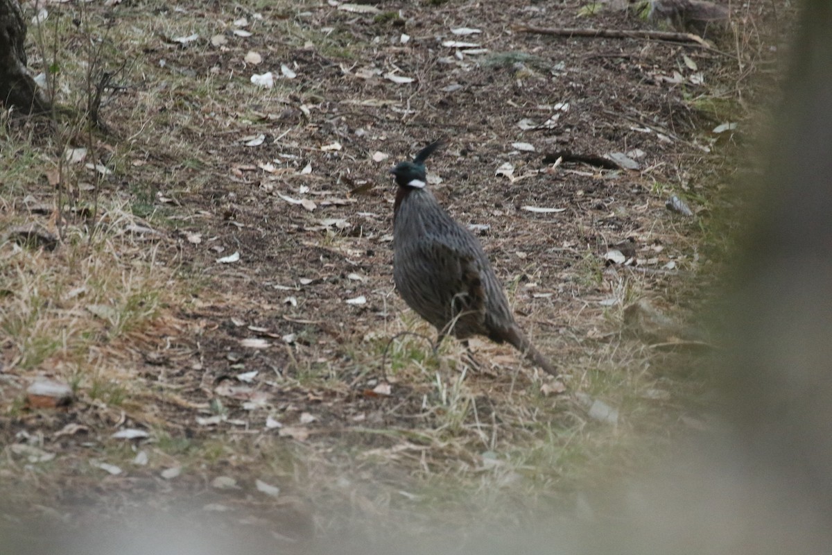 Koklass Pheasant - ML641496275