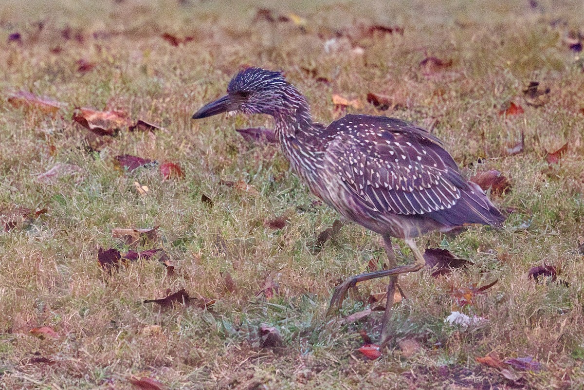 kvakoš žlutočelý - ML641496299