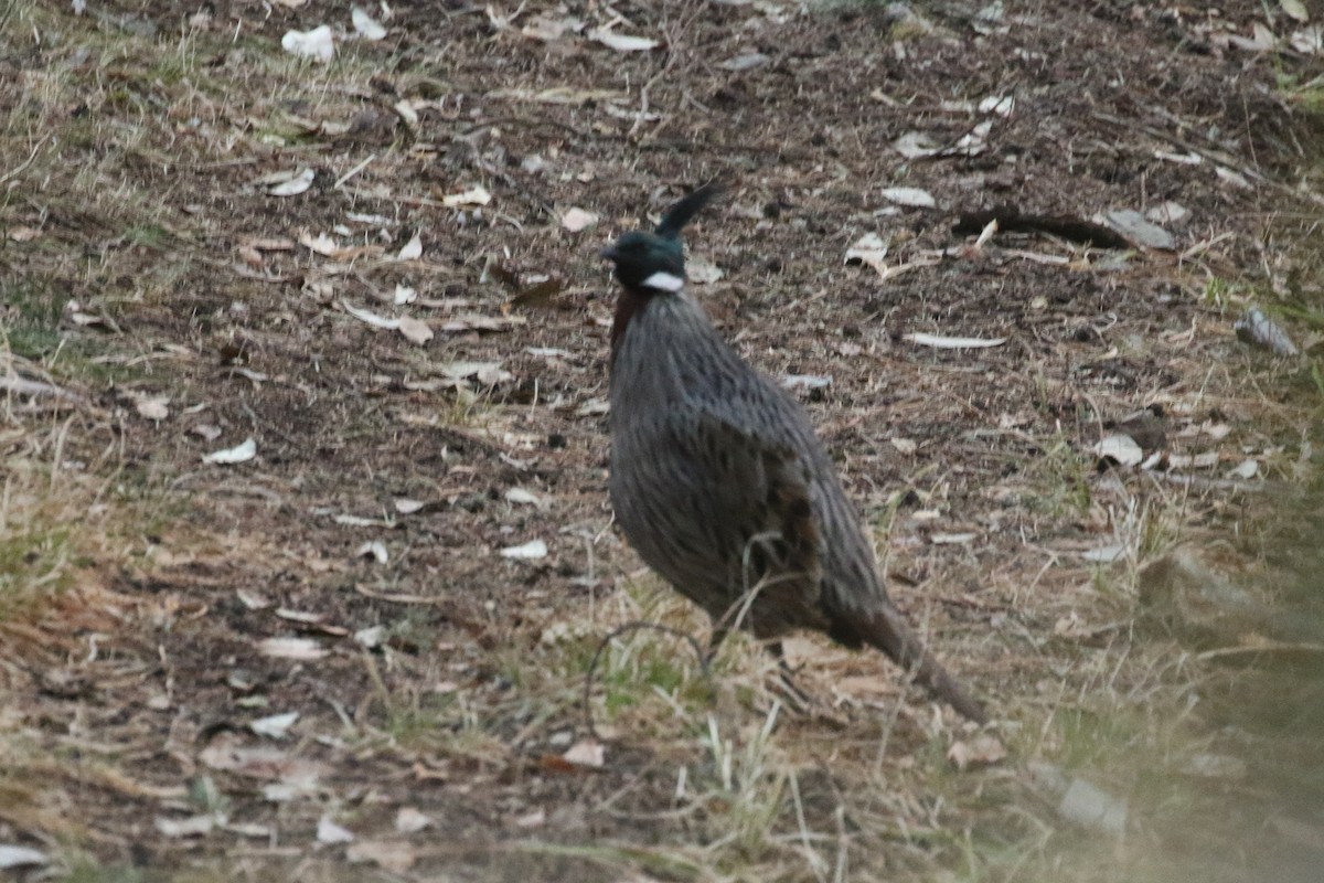 Koklass Pheasant - ML641496325