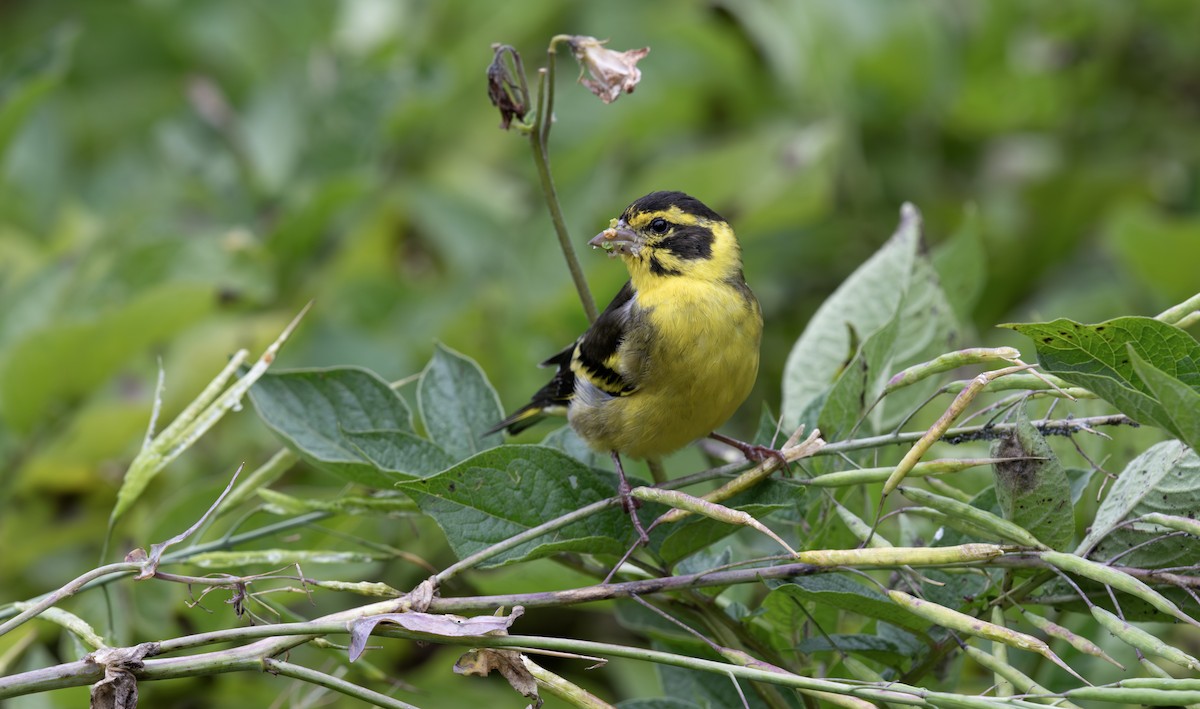 Yellow-breasted Greenfinch - ML641496326