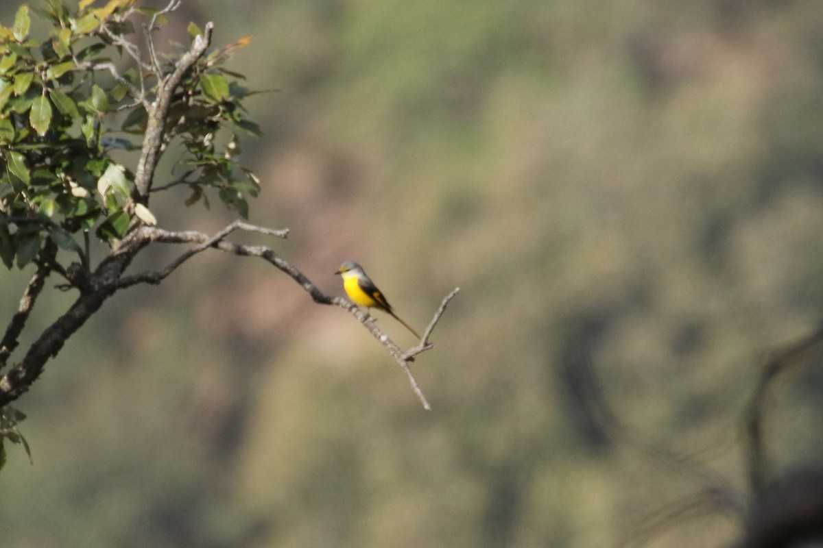 Long-tailed Minivet - ML641496332
