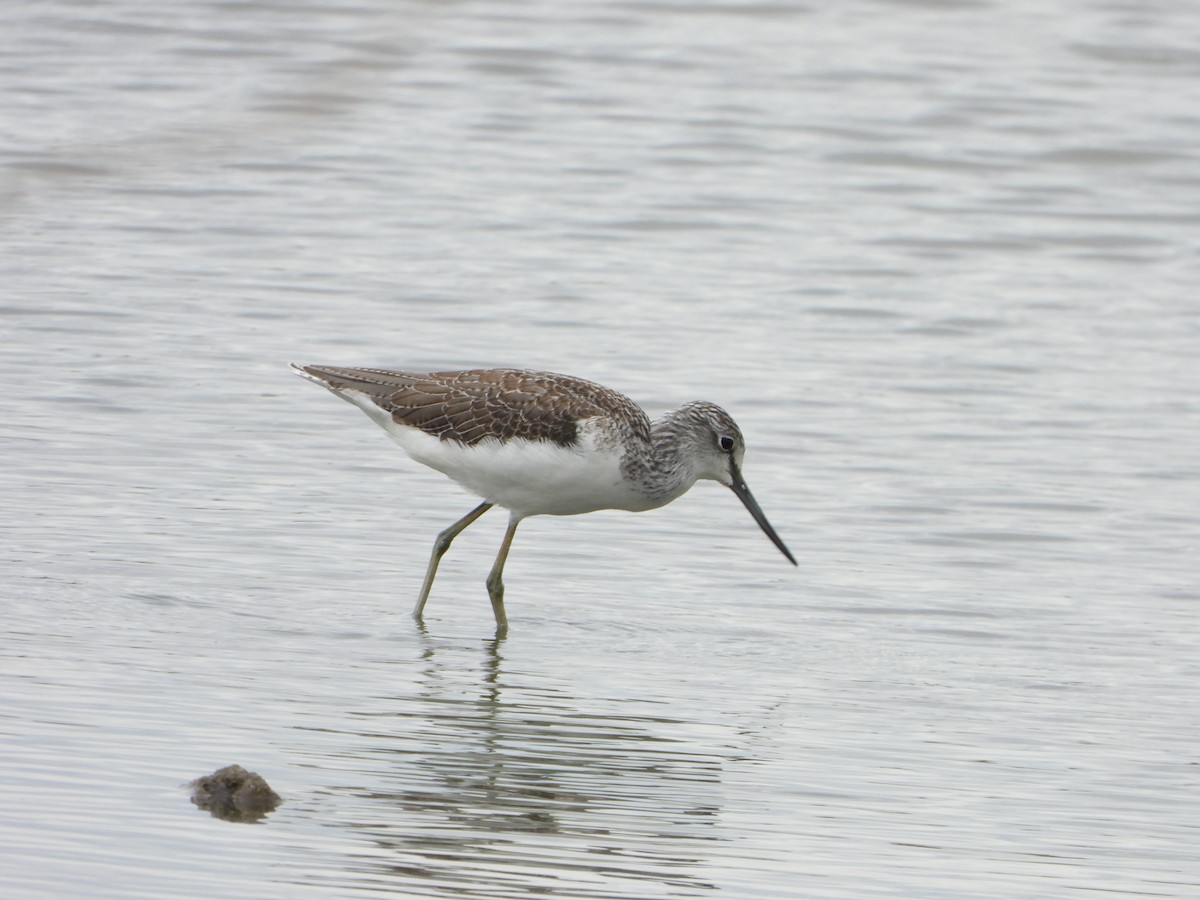 Chevalier aboyeur - ML641496375